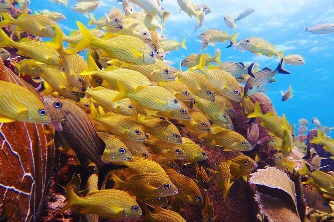 Open Water Diver course PADI including underwater video - The Sum Up: Is It Worth It?