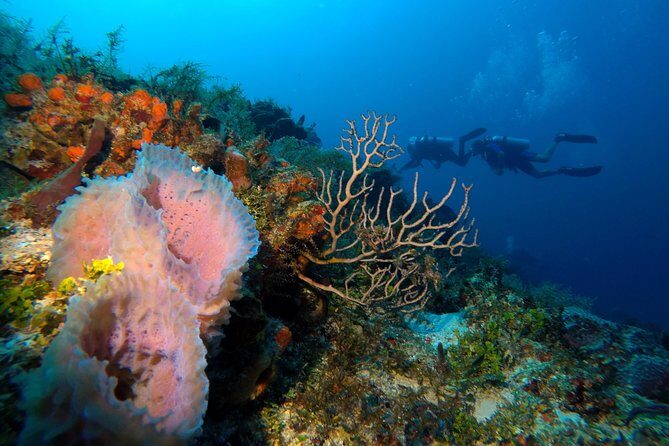 Open Water Diver course PADI including underwater video - FAQ
