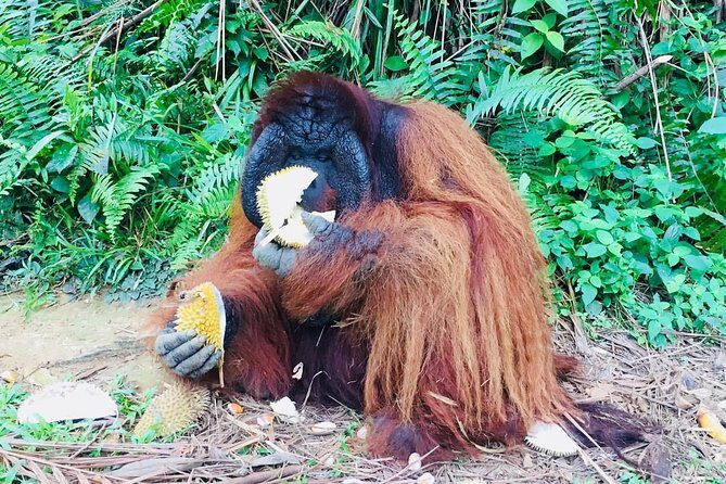 Orang Utan Island and Perak Tong Cave Temple Day Tour from Kuala Lumpur - Analyzing the Value