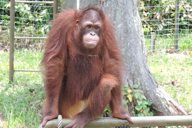 Orang Utan Island and Perak Tong Cave Temple Day Tour from Kuala Lumpur - The Sum Up