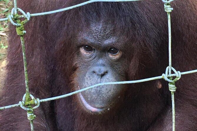 Orang Utan Island Day Tour - FAQ