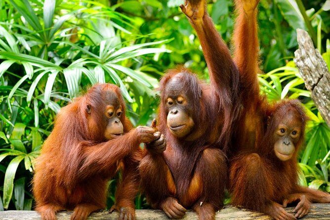 Orang Utan Island Day Tour (Private) - Final Thoughts