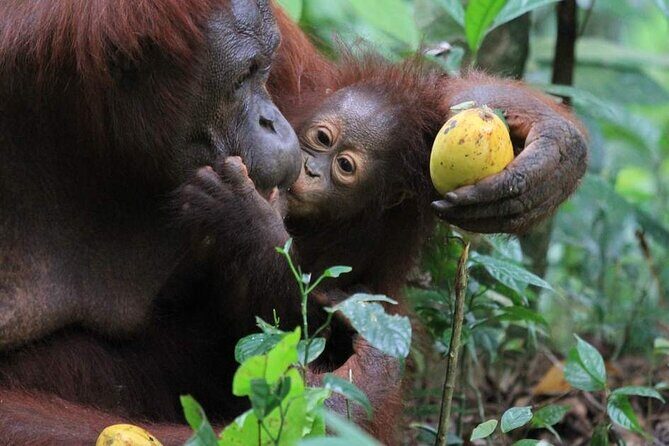Orang Utan Island Day Tour (Private) - FAQ