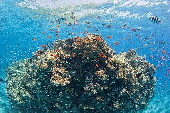 Orange Bay Private Speedboat ,Snorkeling, Water Sport- Hurghada - FAQs