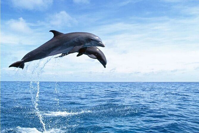 Orange Bay snorkeling tour with Lunch - water sports - Key Points