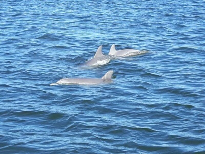 Orange Beach: Dolphin-Watching Eco-Boat Tour - Why This Tour Works (and Why It Might Not for You)