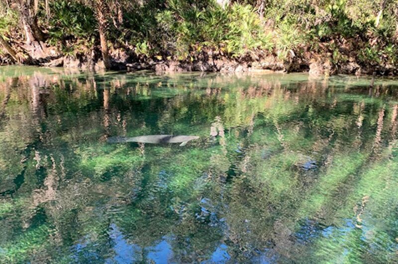 Orange City: Blue Spring State Park SUP & Kayaking Tour - Orange City: Blue Spring State Park SUP & Kayaking Tour