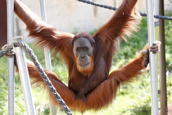 Orangutan Experience at Melbourne Zoo - excl. entry - Introduction