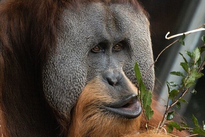 Orangutan Experience at Melbourne Zoo - excl. entry - What Makes This Experience Special