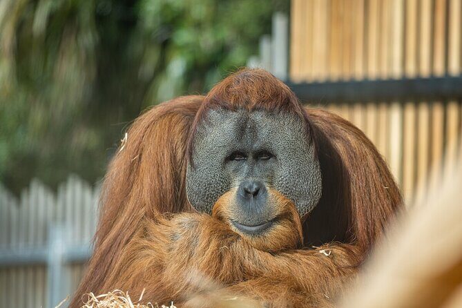 Orangutan Experience at Melbourne Zoo - excl. entry - The Sum Up