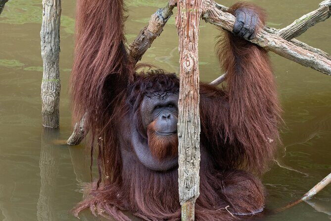 Orangutan Island, A Responsible Wildlife Sanctuary Experience - The Itinerary in Detail