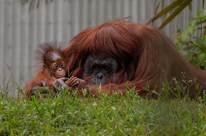 Orangutan Island, A Responsible Wildlife Sanctuary Experience - Who Will Appreciate This Tour?