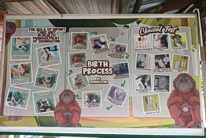 Orangutan Island, A Responsible Wildlife Sanctuary Experience - The Sum Up