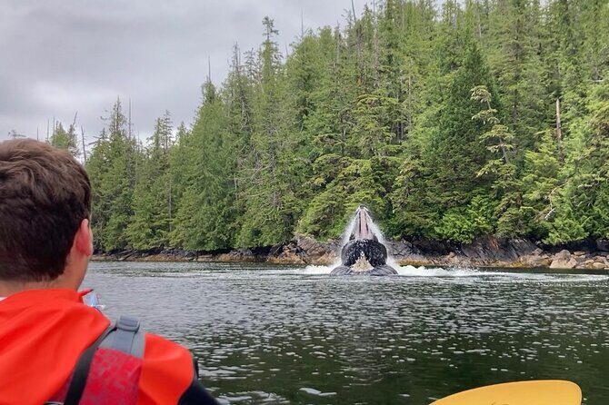 Orca Cove Sea Kayaking - Introduction: A Unique Alaska Adventure for Nature Lovers