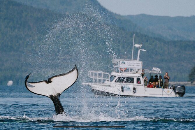 Orca Cove Sea Kayaking - An In-Depth Look at Orca Cove Sea Kayaking
