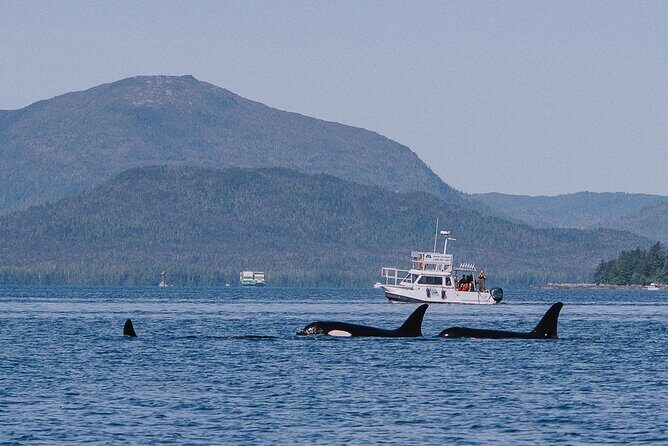 Orca Cove Sea Kayaking - The Sum Up: A Genuine Wilderness Experience