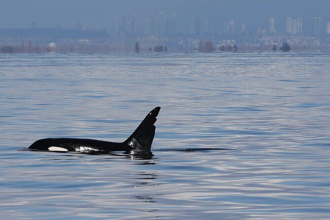 Orca whale tour from Orcas Island - An In-Depth Look at the Orca Whale Tour Experience