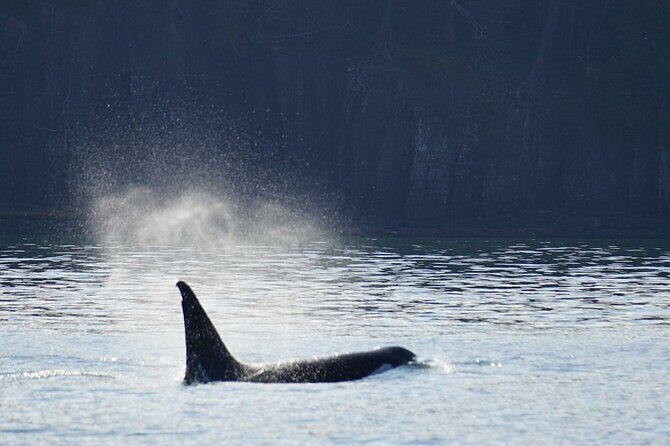 Orca whale tour from Orcas Island - FAQ