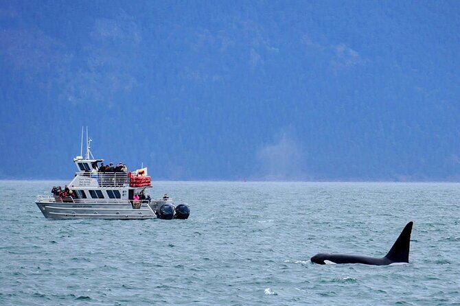 Orca whale tour near Seattle - Who This Tour Is Best For