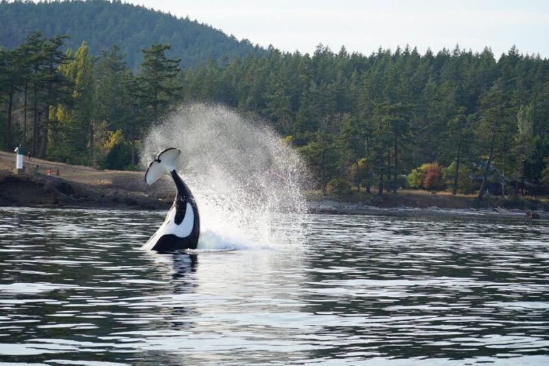 Orcas Island: Orca Whales guaranteed boat tour - An In-Depth Look at the Orca Whale Tour Experience