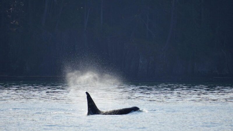 Orcas Island: Orca Whales guaranteed boat tour - Final Thoughts: Is This Tour Worth It?