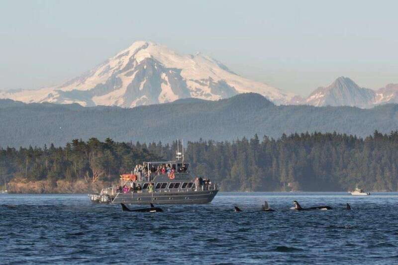 Orcas Island: Whale and Orca Guided Speedboat Tour - An In-Depth Look at the Orcas Island Whale-Watching Tour