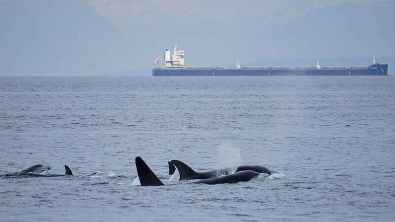 Orcas Island: Whale and Orca Guided Speedboat Tour - Final Thoughts: Is This Tour Worth It?