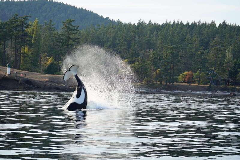 Orcas Island: Whale and Orca Guided Speedboat Tour - FAQ