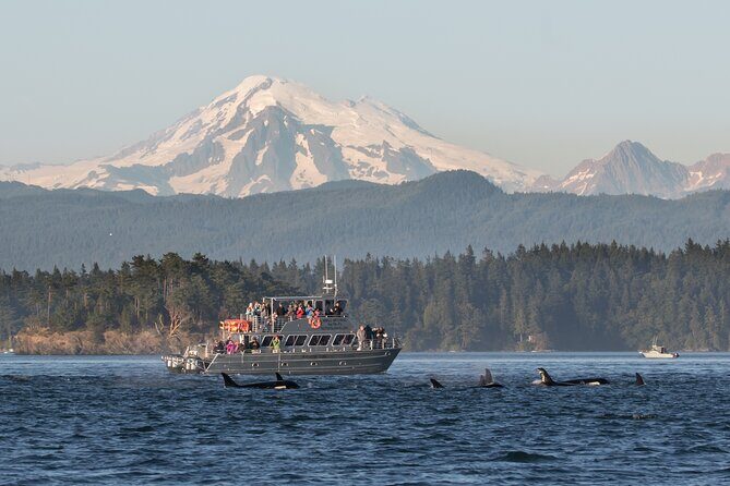Orcas Island Whale Watching - Key Points