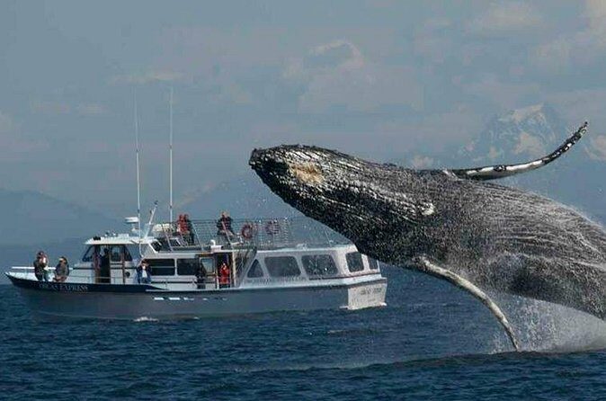 Orcas Island Whale Watching - The price: Is it worth it?