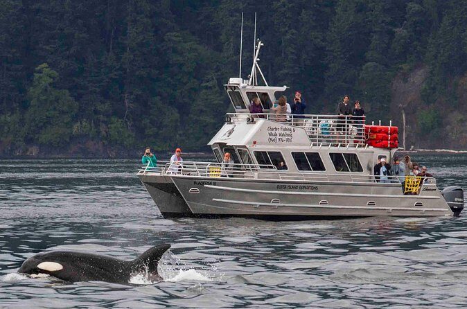 Orcas Island Whale Watching - Who should consider this tour?