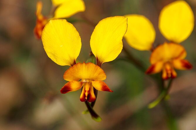 Orchids and Wildflowers Photographic Day tour from Perth - An In-Depth Look at the Tour Experience