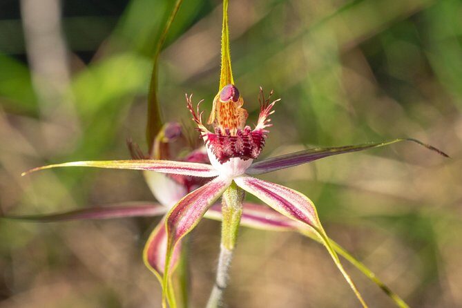 Orchids and Wildflowers Photographic Day tour from Perth - FAQs