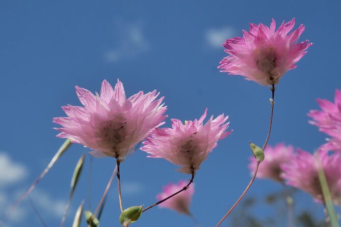 Orchids and Wildflowers Photographic Day tour from Perth - Final Thoughts