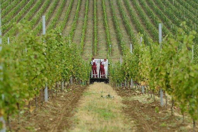 Organic Wine Tour Shamakhi with Local Lunch - Possible Considerations