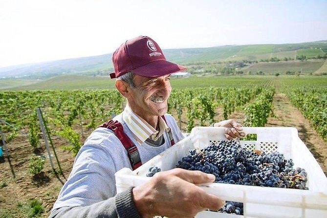 Organic Wine Tour Shamakhi with Local Lunch - The Sum Up