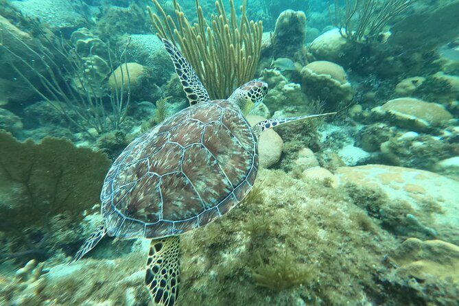 Original Snorkel and Sandbar Combo in Islamorada - Authentic Reviews and What They Highlight