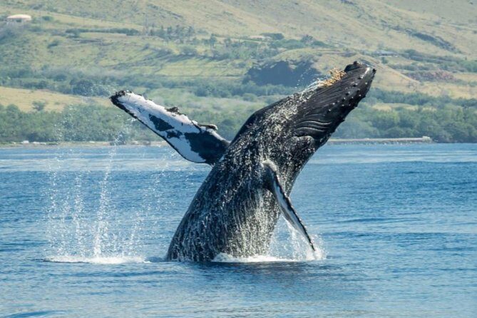 Original Sunset Cruise with Open Bar from Kaanapali Beach - The Wildlife and Scenic Highlights
