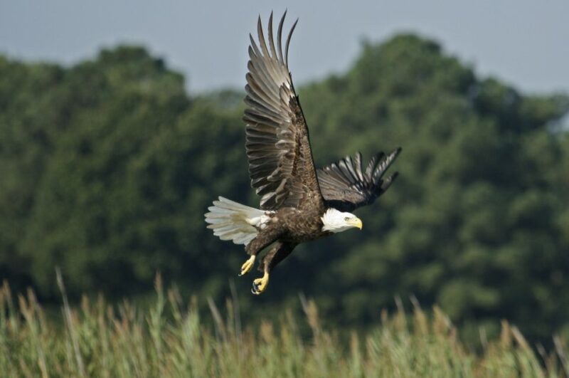 Orlando: Airboat Safari with Transportation - The Cost and Overall Value