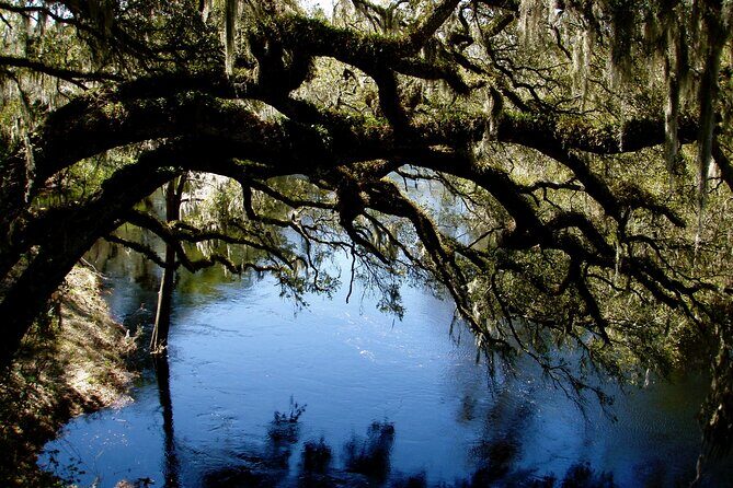 Orlando Alligator Experience - The Experience and What Travelers Say