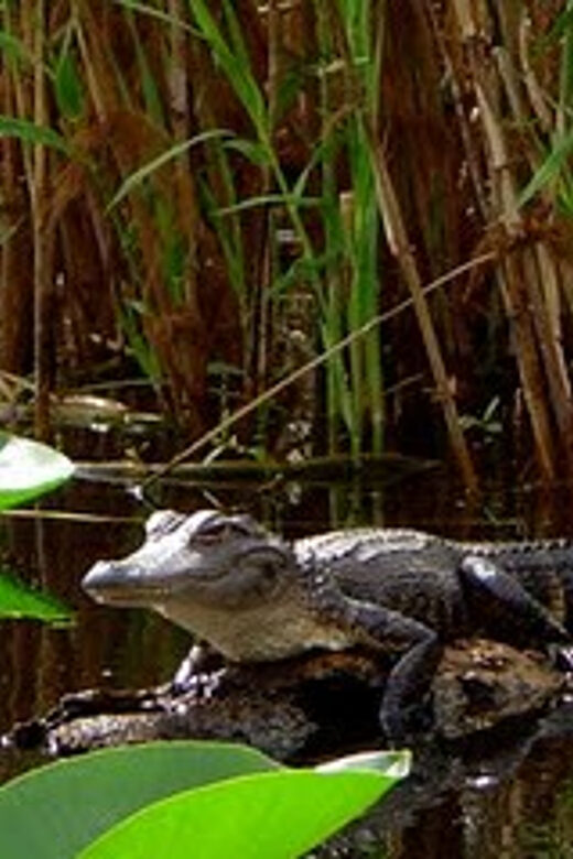 Orlando Alligator Experience: Day-Trip From Orlando - Key Points