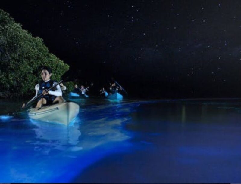 Orlando: Bioluminescence Clear Kayaking or Paddleboarding - Orlando: Bioluminescence Clear Kayaking or Paddleboarding — An Illuminating Experience