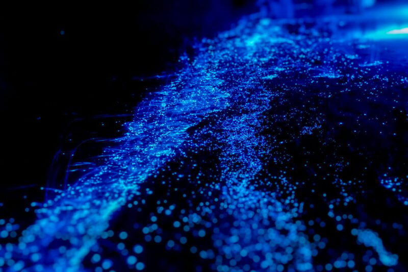 Orlando: Bioluminescence Kayak Tour - Exploring the Bioluminescent Waters: What to Expect