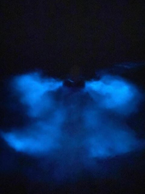 Orlando: Bioluminescence Kayak Tour - The Experience — A Visual and Sensory Feast