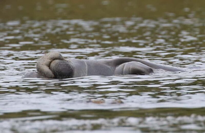 Orlando: Blue Springs Manatee Kayak Tour - An Honest Look at What You Can Expect