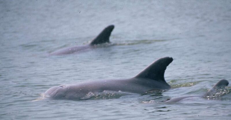 Orlando: Dolphin Clear Kayak or Paddle Board Adventure - Cost and Value: Is It Worth It?