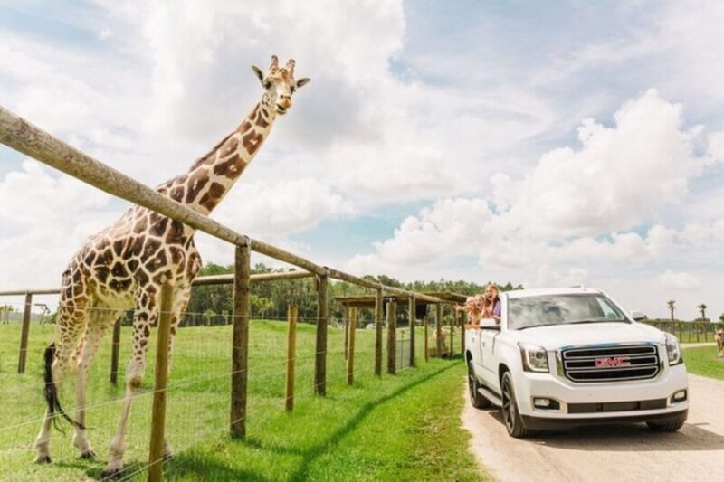Orlando: Drive-Thru Safari Park at Wild Florida - What is the Drive-Thru Safari Park at Wild Florida?
