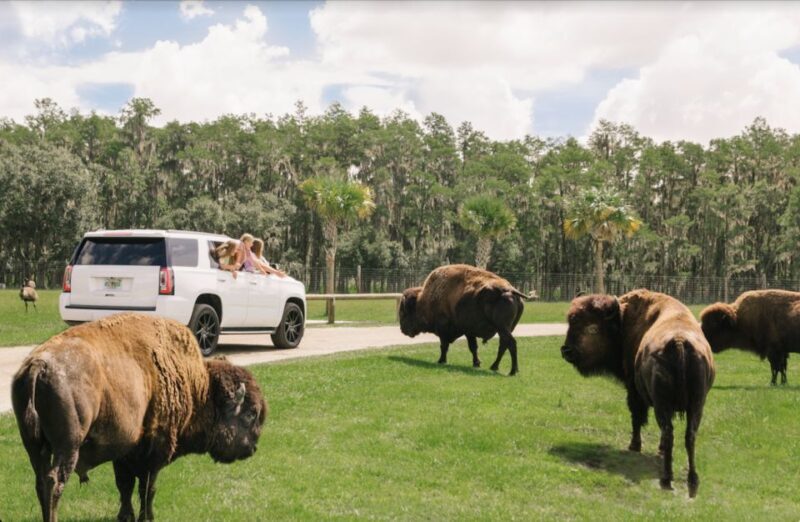 Orlando: Drive-Thru Safari Park at Wild Florida - The Value: Is It Worth It?