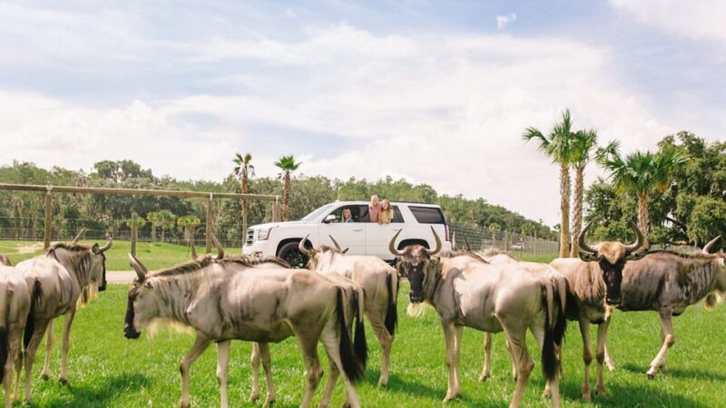 Orlando: Drive-Thru Safari Park at Wild Florida - The Sum Up