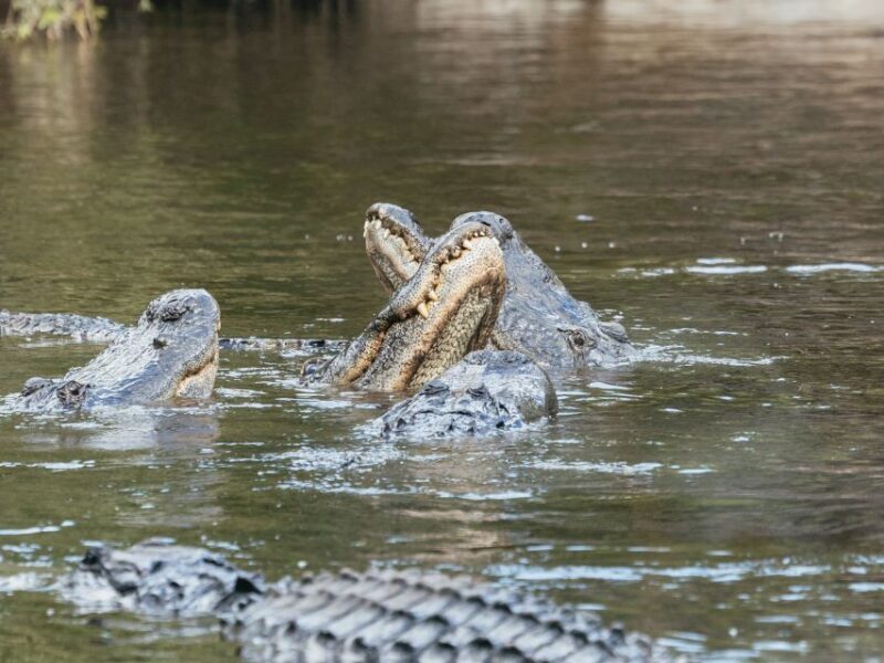 Orlando: Drive-Thru Safari Park at Wild Florida - FAQ
